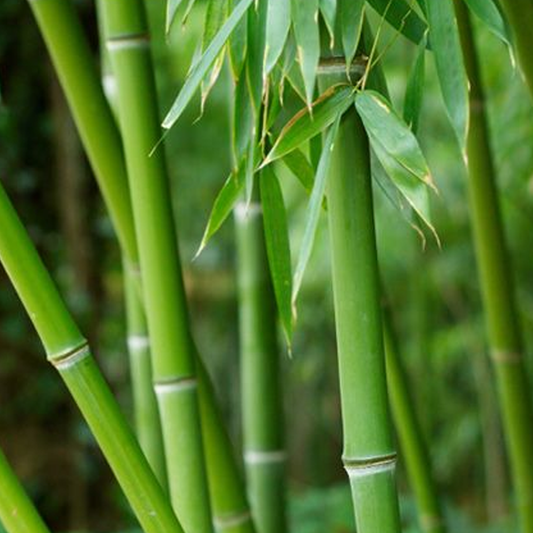 Aromas-Fresh Bamboo