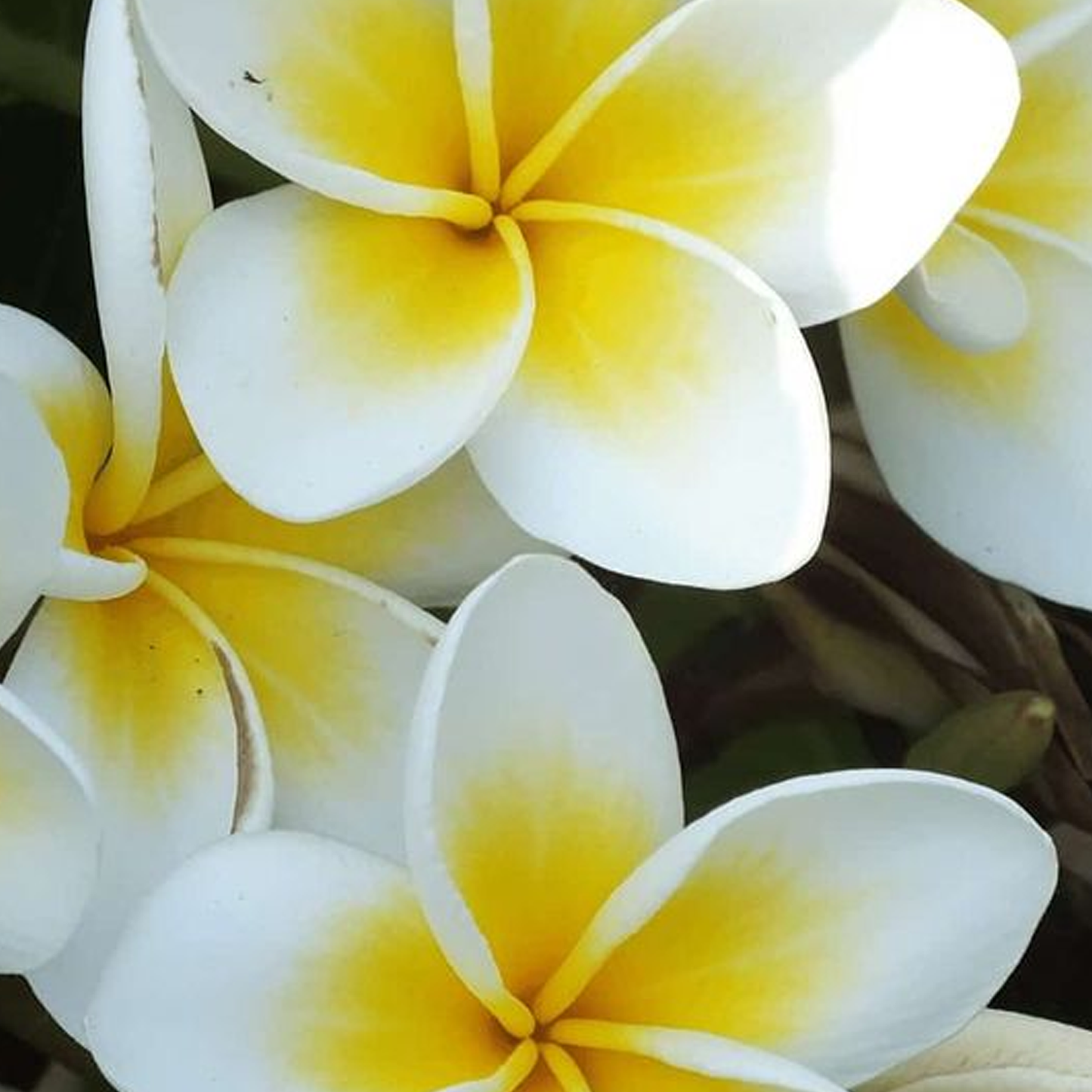 Aroma-Plumeria